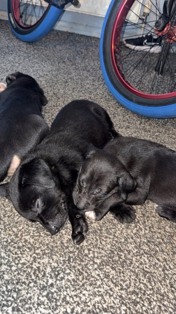 Puppies 