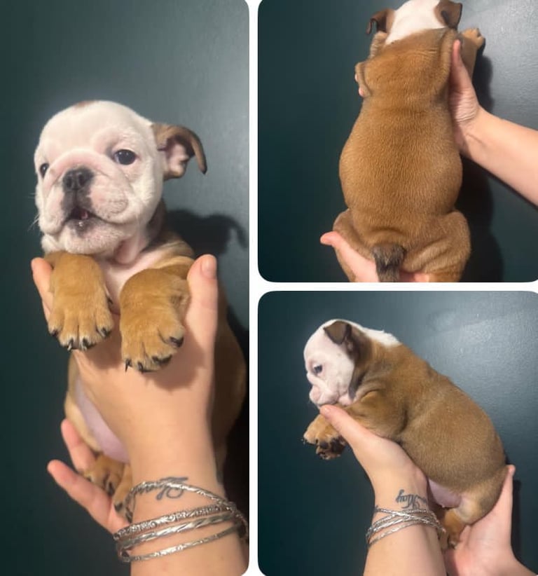 British bulldog puppies 
