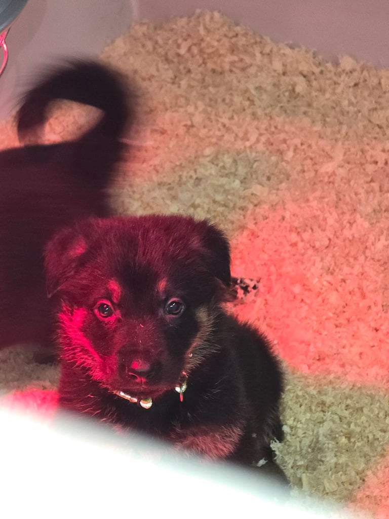 Pure breed German shepherd puppies for sale 