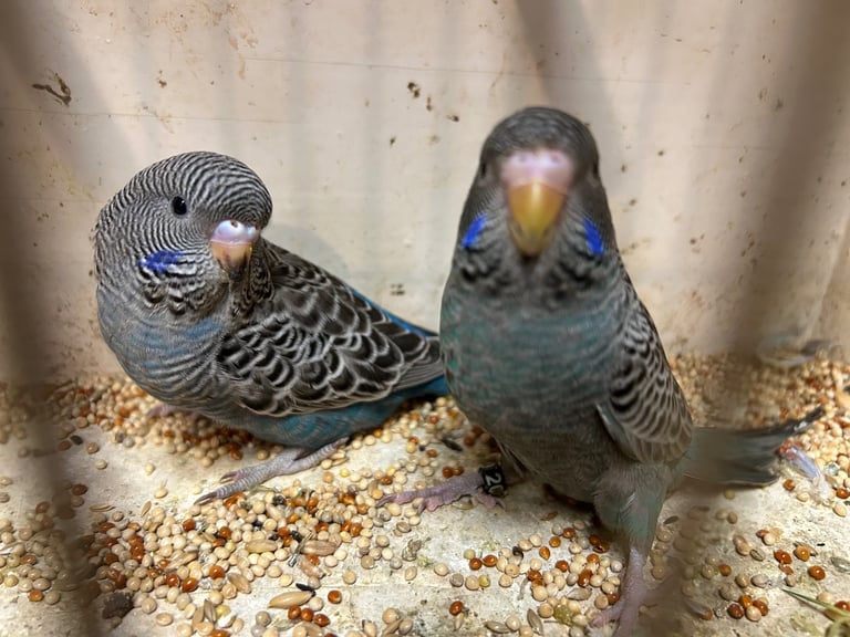 Budgies for Sale, different mutation available 