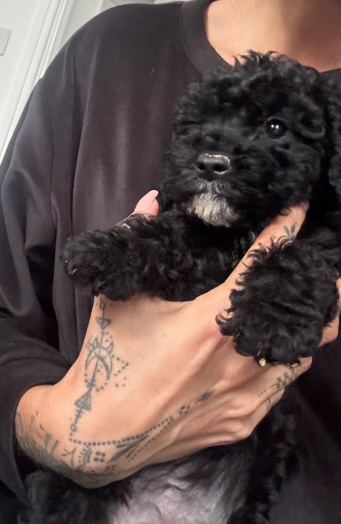 Lovely maltipoo girl