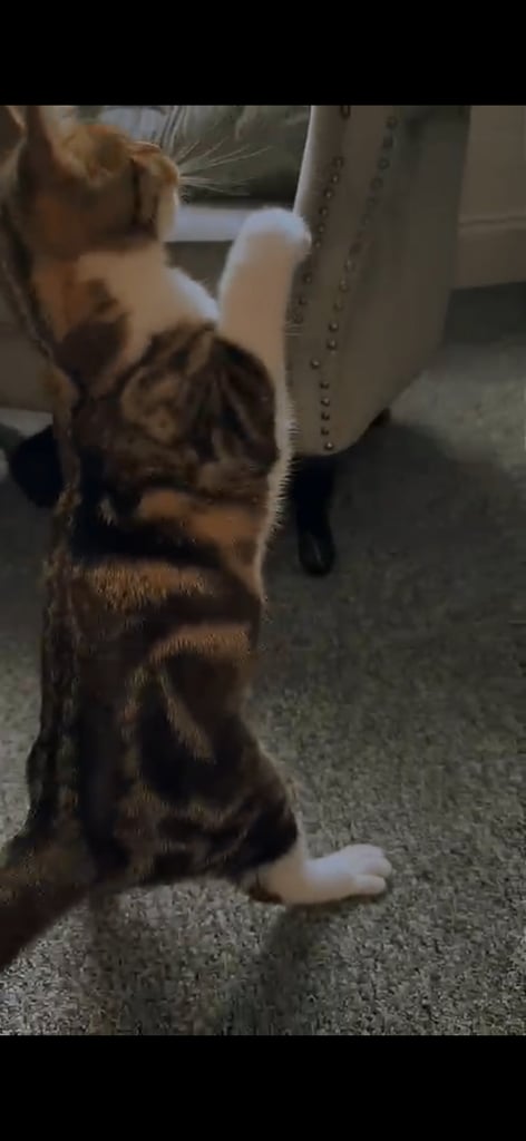 2 brother cats for sale