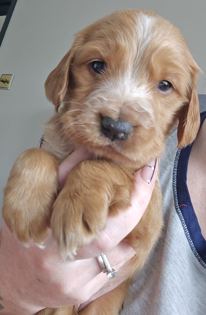 Cocker spaniel puppies