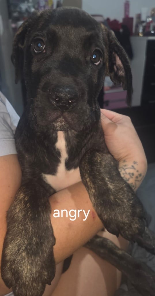 Pure presa Canario, 2years 6month old