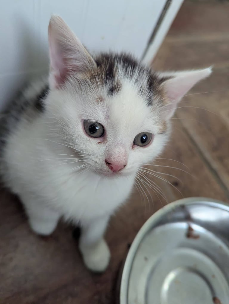 3 Kittens for sale £50 each