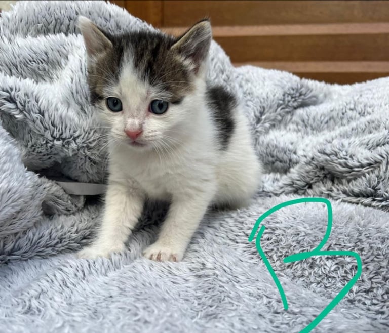 Last boy kitten for sale 