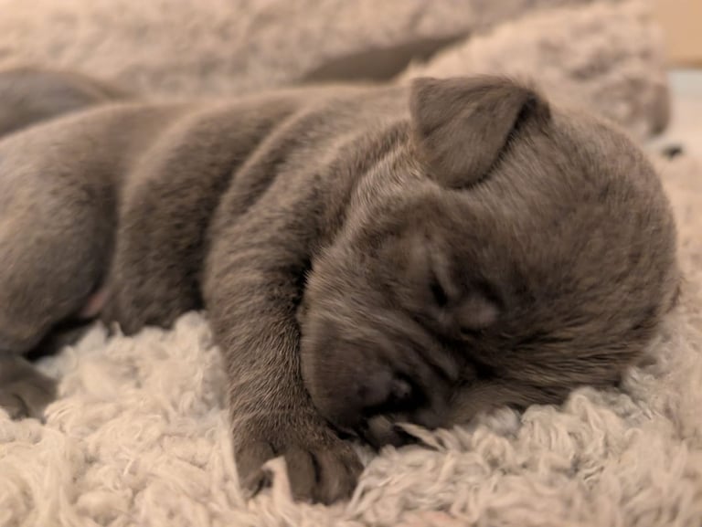 Blue Staffordshire Bull Terrier Puppiess