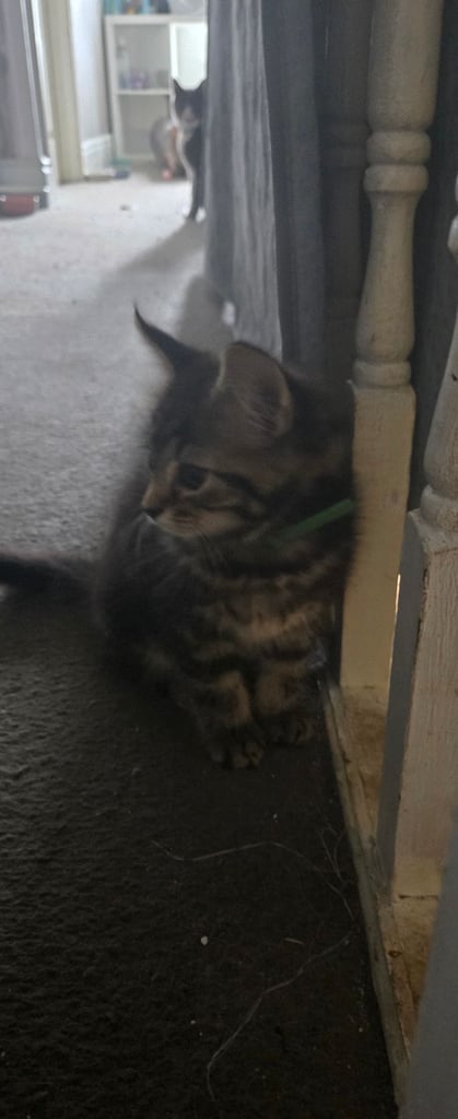image for Kitten 
