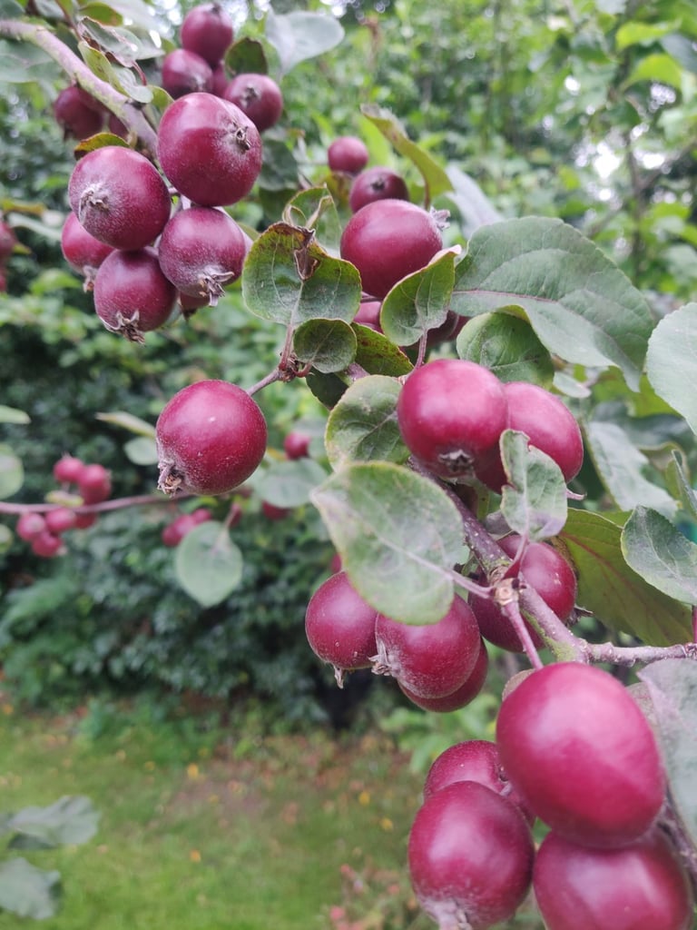 Crab apple tree Harry Baker 