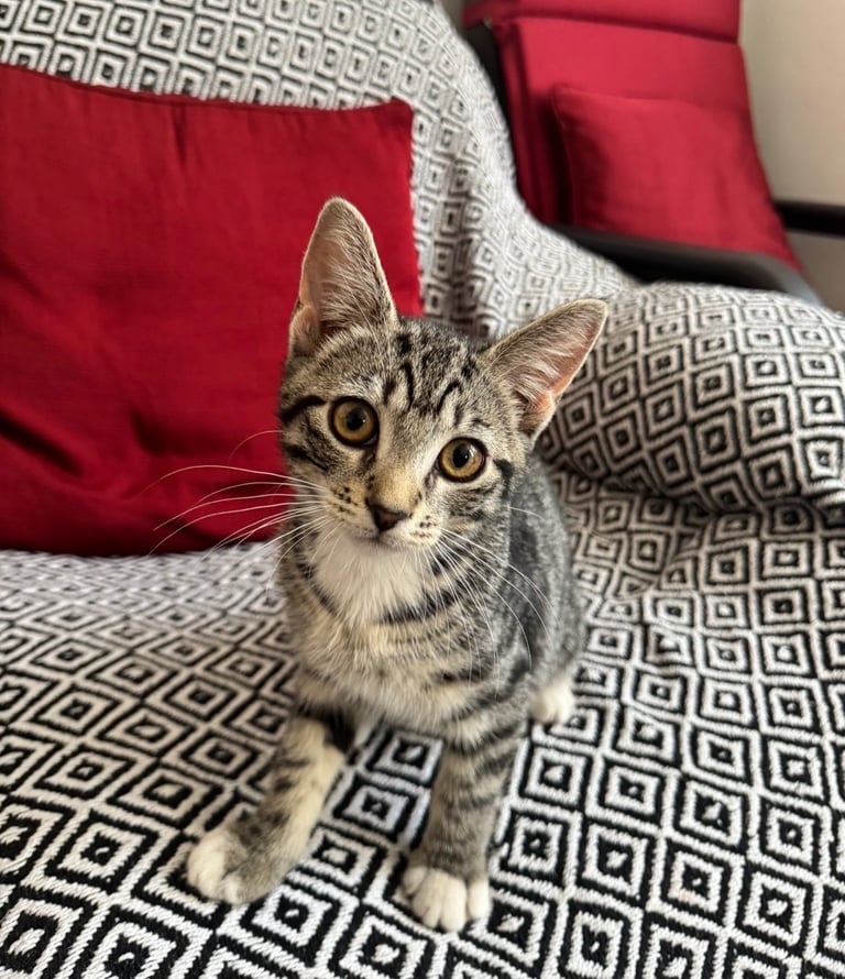 Cute Tabby Kitten 4 months old