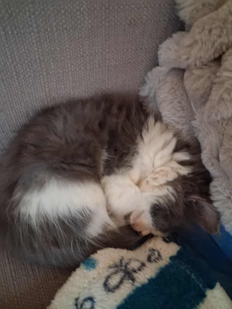 beautiful fluffy girl kitten 