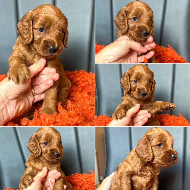 Red Toy F1B Cockapoo 