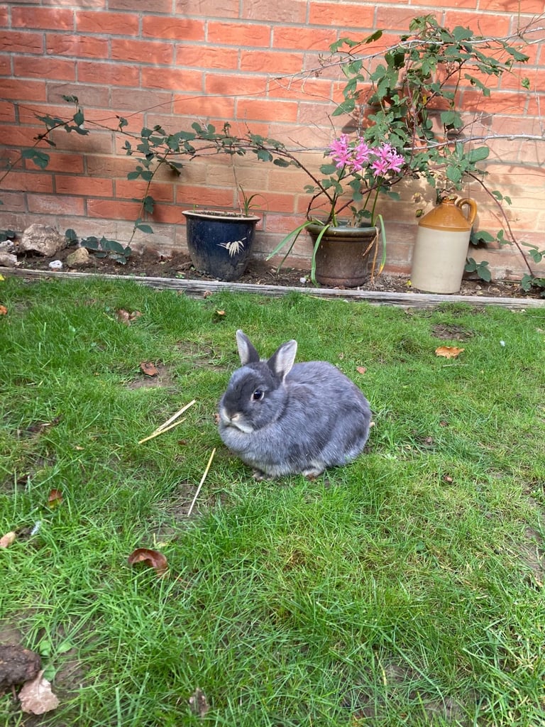 Rabbits - Norwegian Dwarf - With hutch