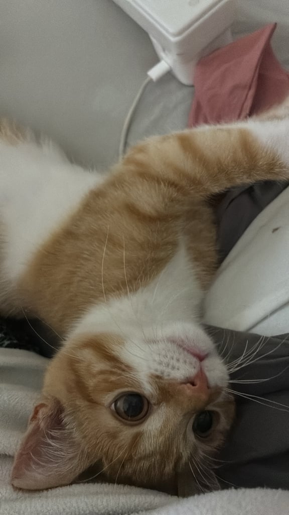 6 month old kitten for sale 