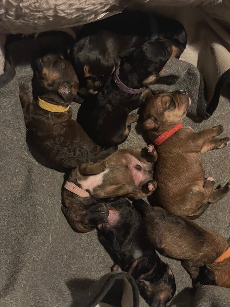 One week old puppies