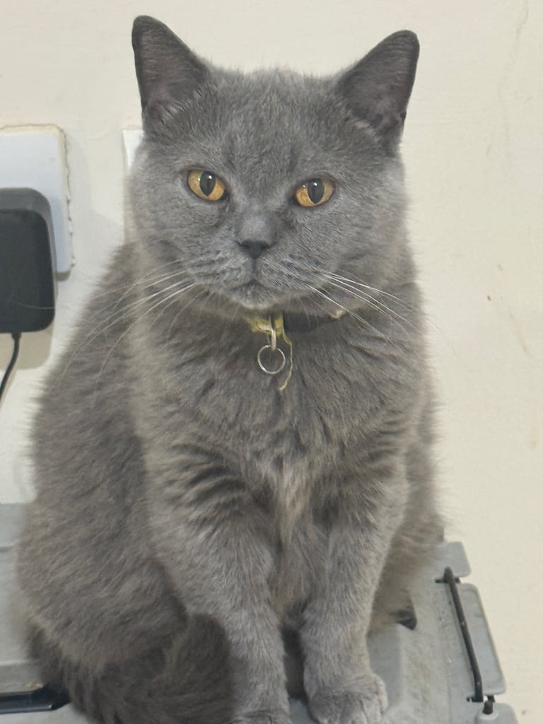 British Shorthair Kittens: 2 Blue Boys, 3 Colourpoint (2 Girls, 1 Boy) – Ready for Their New Homes