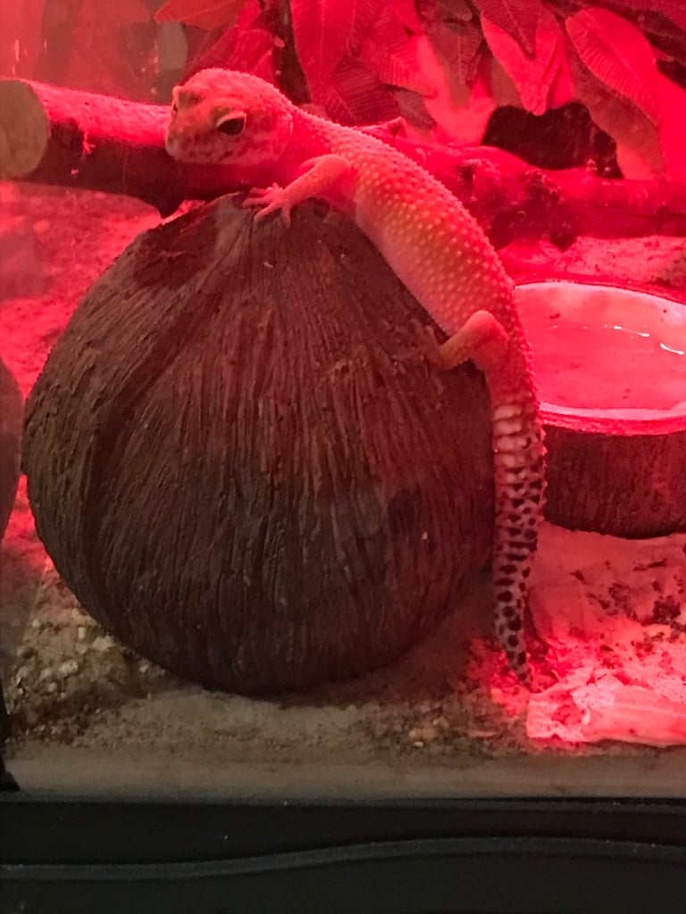 image for Geko