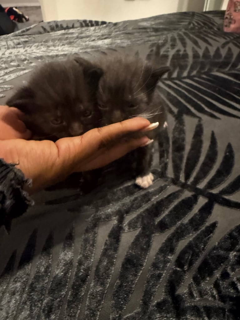 Kittens for sale £100