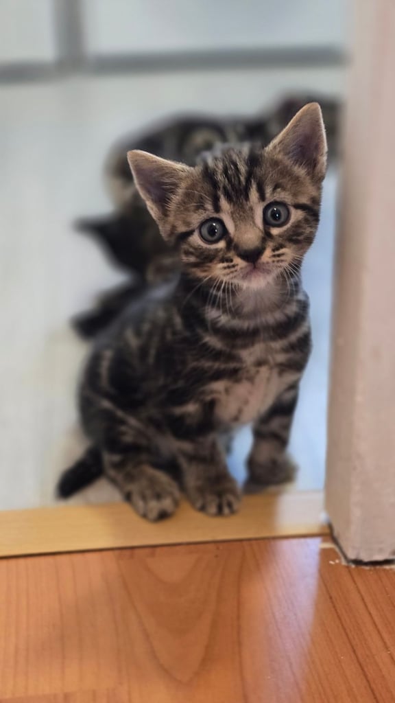 image for Kittens 