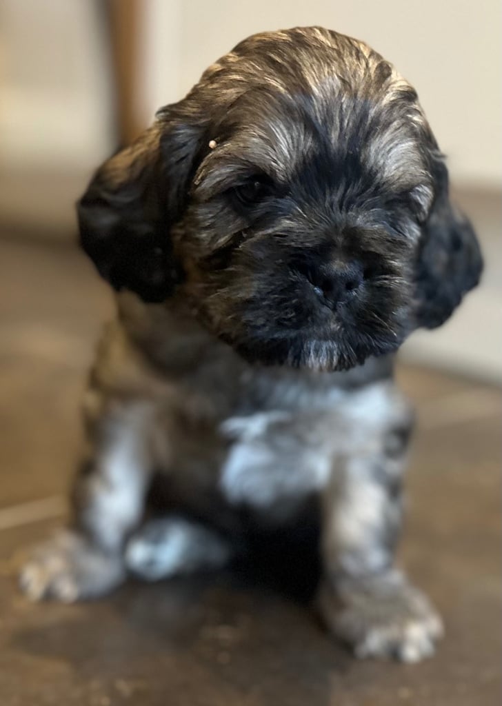 A beautiful puppy ( male) looking for a new home 