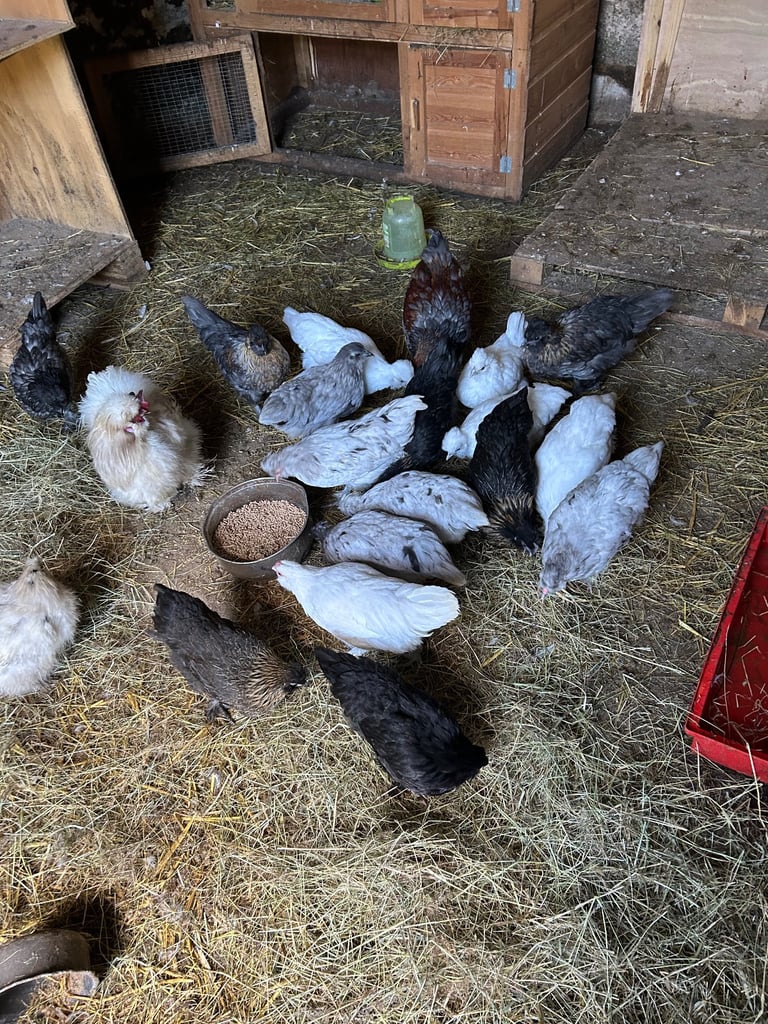 Bantams for sale 