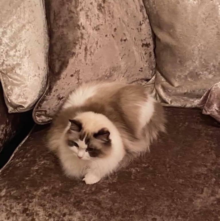 image for ragdoll kittens for sale GCCF