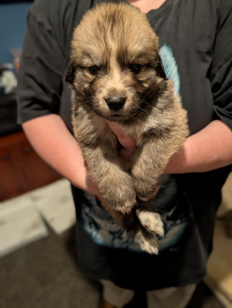 St Bernese mountain dog  X puppies