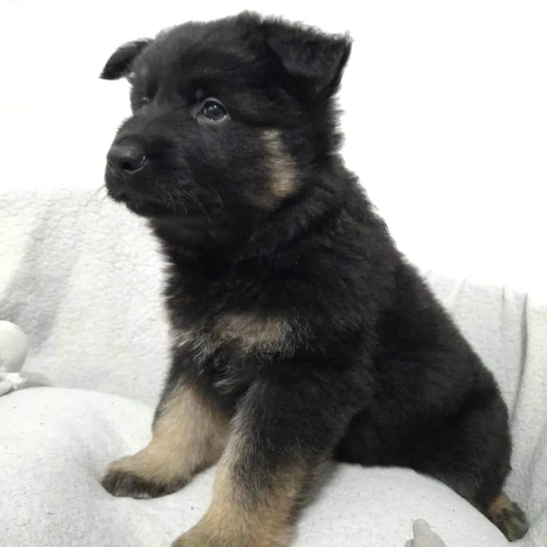 *Ready Now* German Shepherd Pups