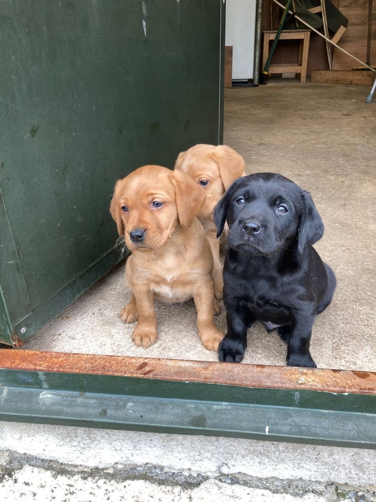 Beautiful Pups