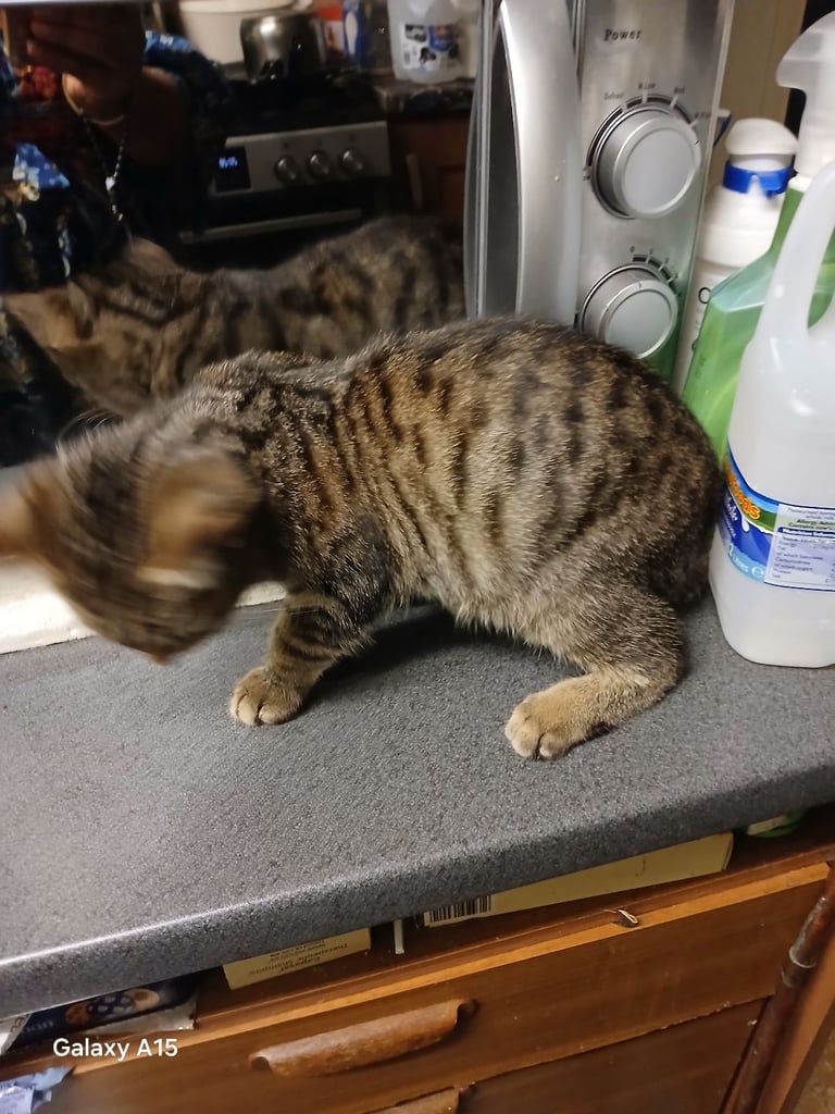Bengal kittens male females available