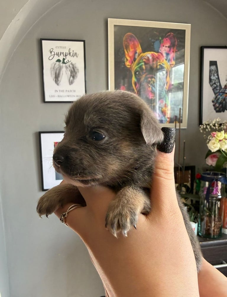 9 * 1 girl left *beautiful dachshund cross pom puppies 