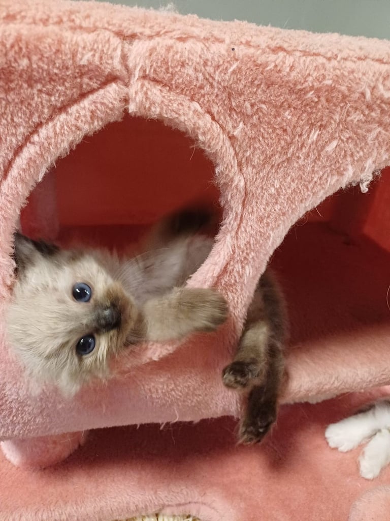 Ragdoll kittens 