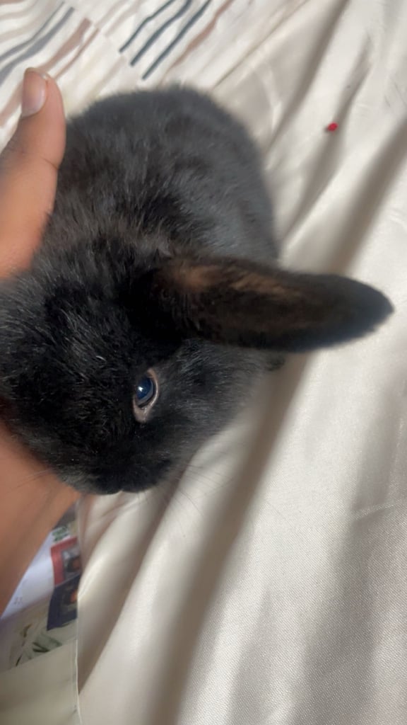 Bunnys ready to leave now 