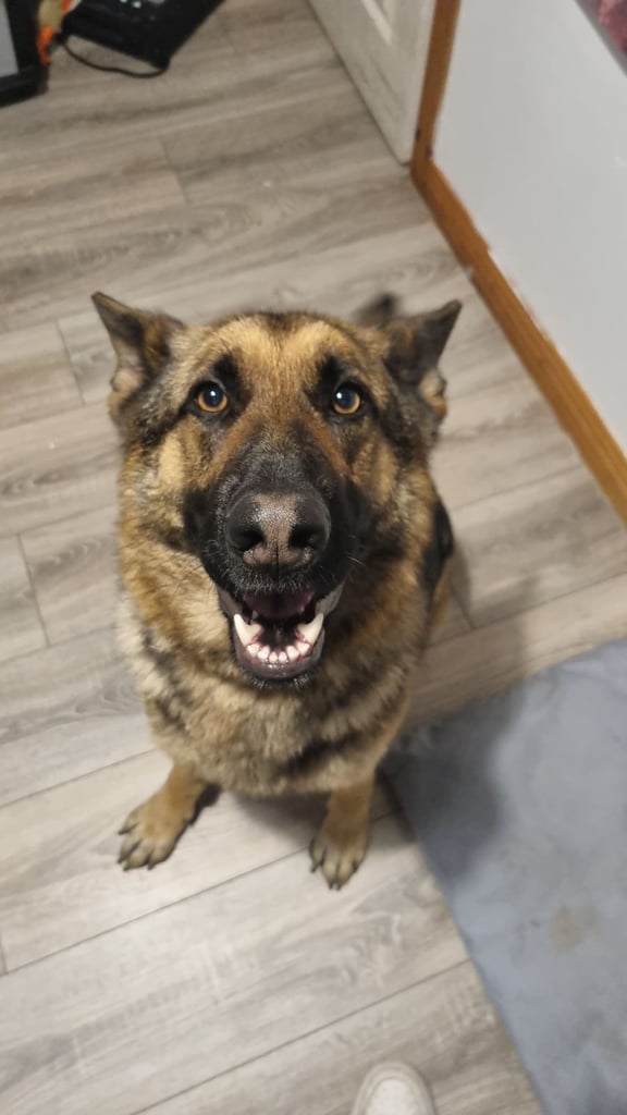 German shepard for sale