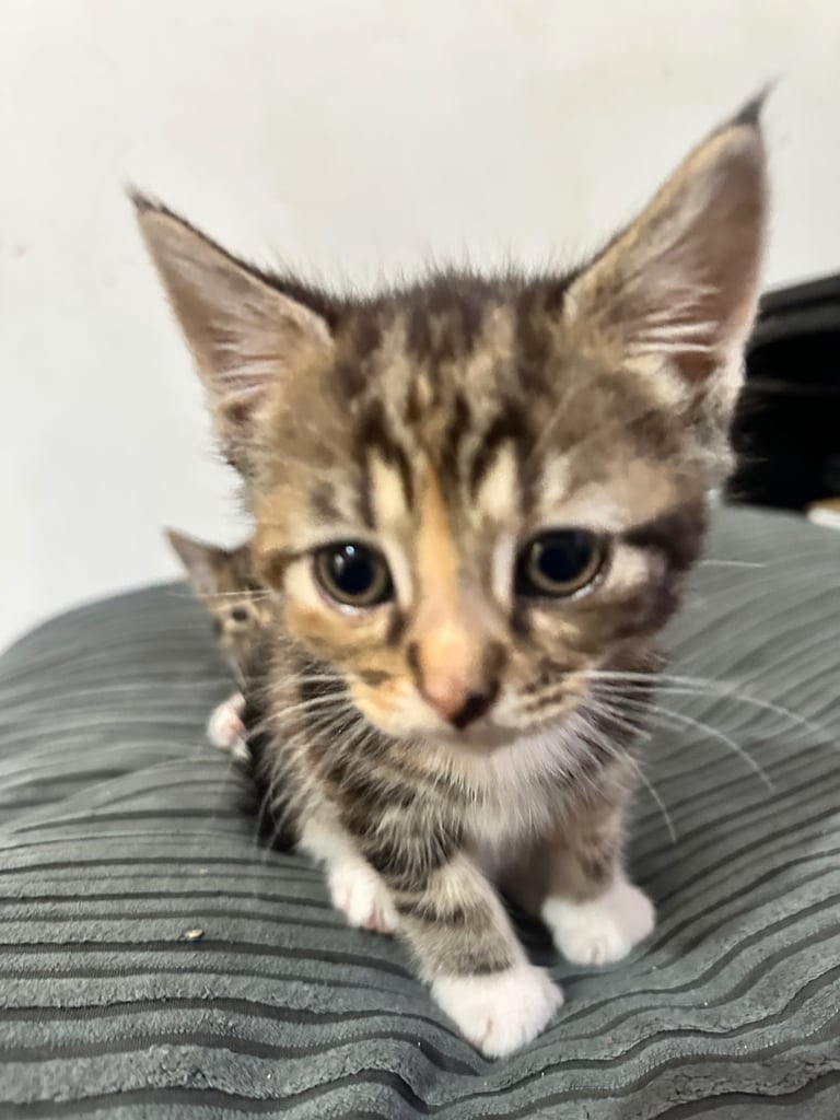 🐾 Adorable Kittens Ready for Their Forever Homes! 🏡