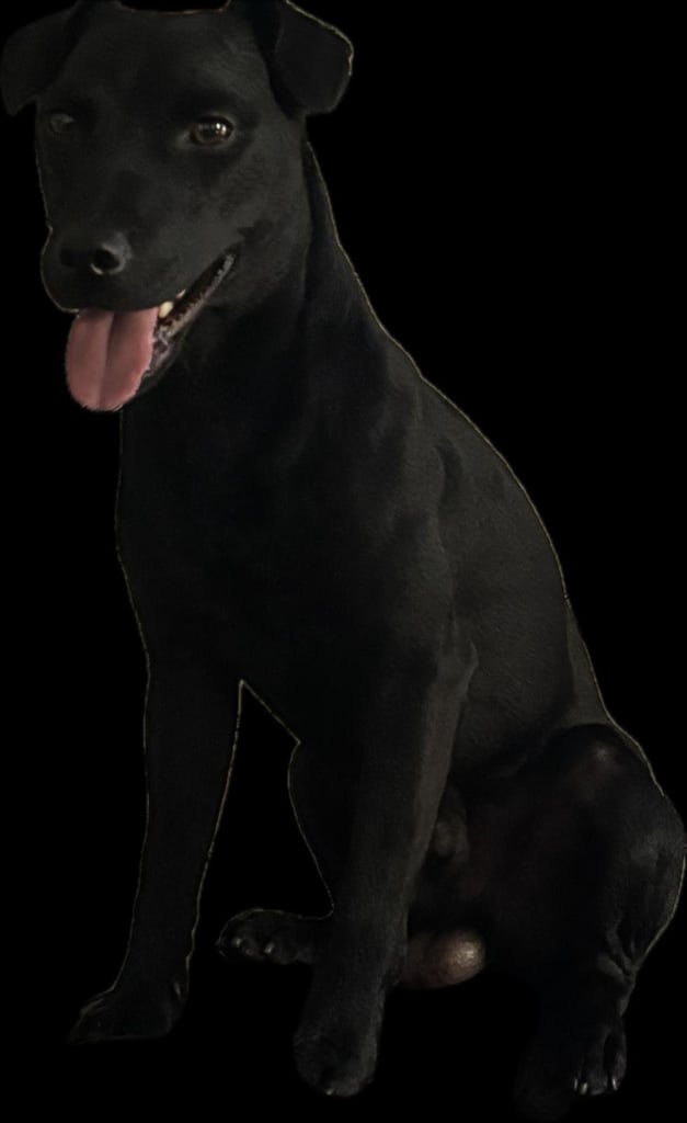 Male 20month old Patterdale