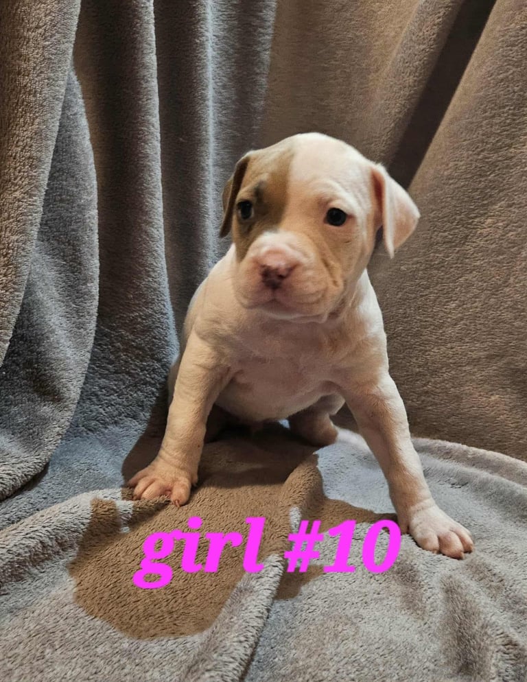 American bulldog puppies ❇️£395 read the info❇️