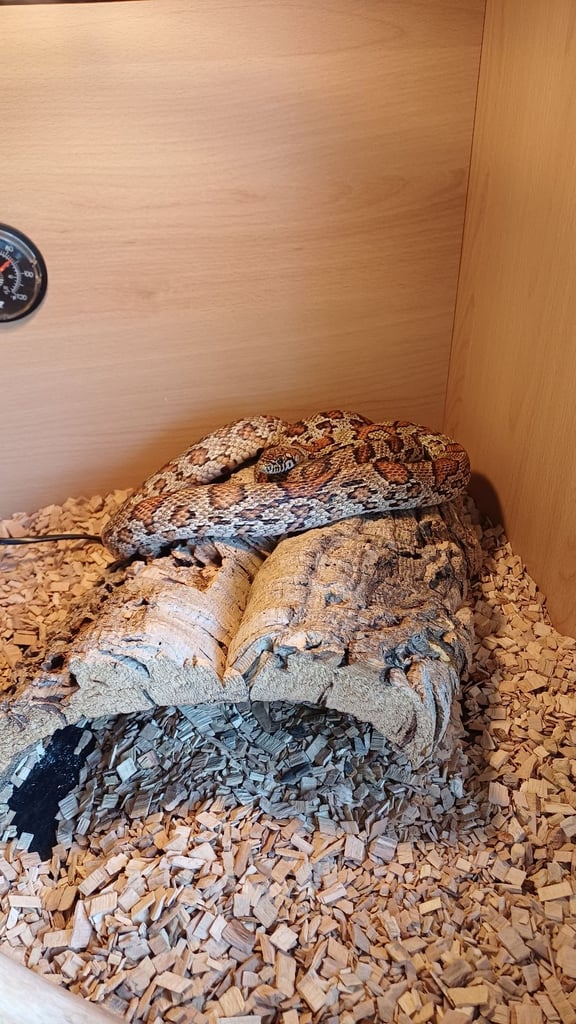 Jungle corn snake + vivarium + cupboard