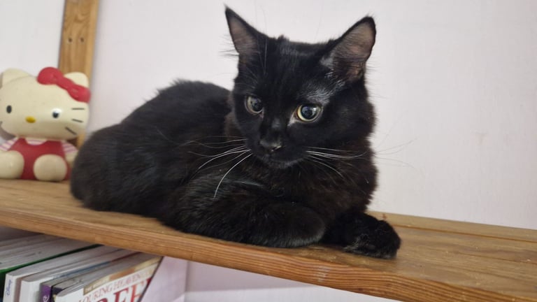 Kittens for rehoming 