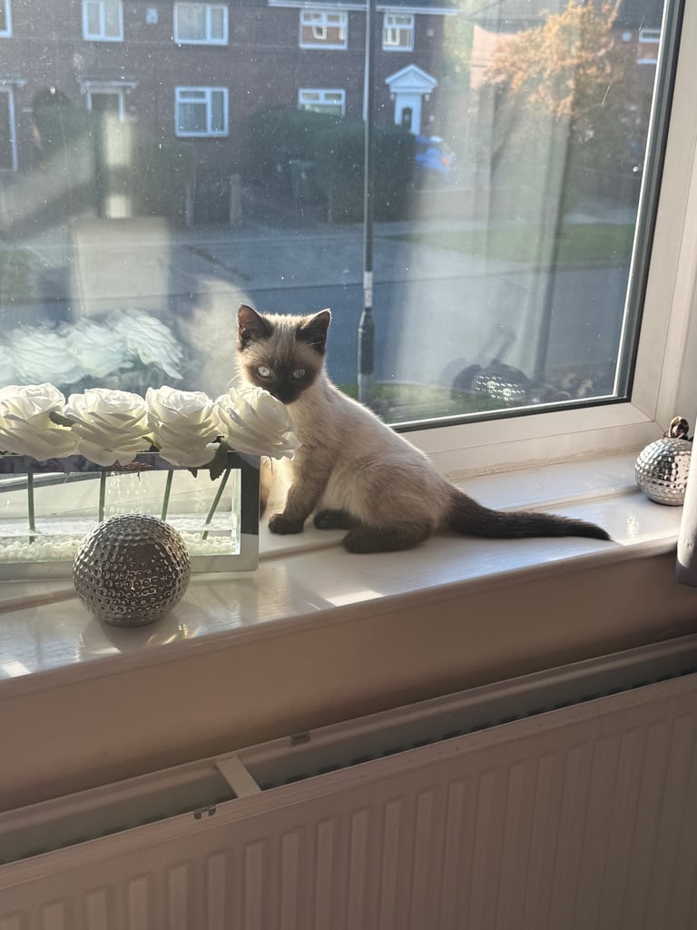 Siamese kitten for sale 