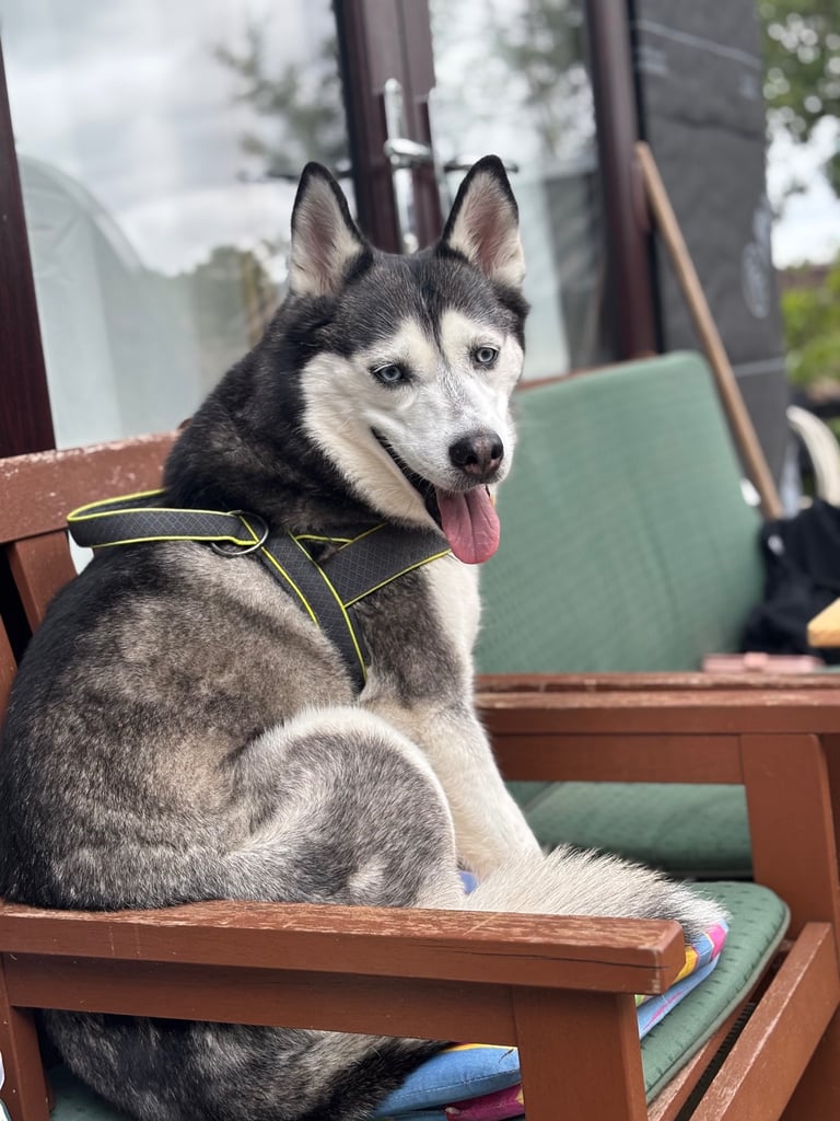 Siberian husky 
