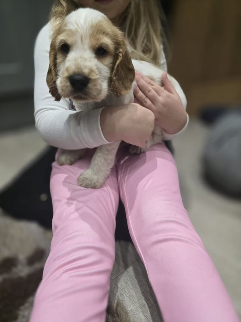 Show Cocker Spaniel Puppies 