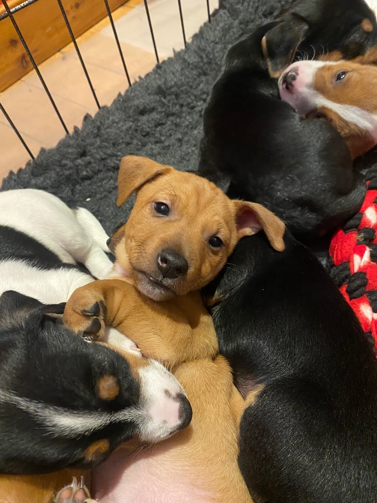 Jack Russel terrier tan pups 