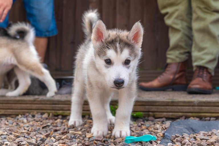 3 Beautiful Husky X Malamute Puppies for sale 