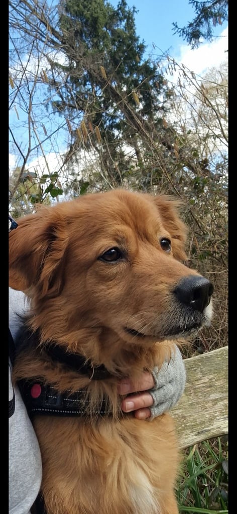 Cezar looking for new Home 