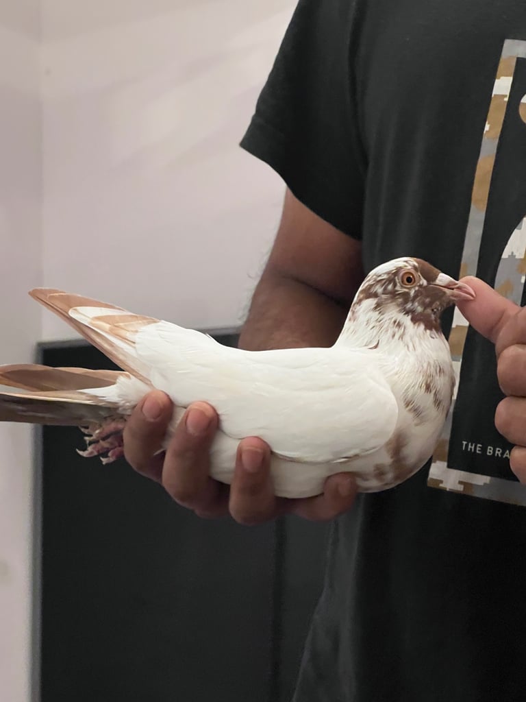 Colour racing pigeon 