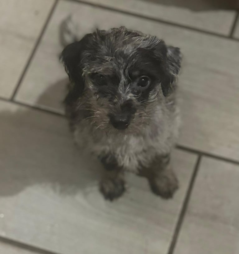 Jackapoo puppies 