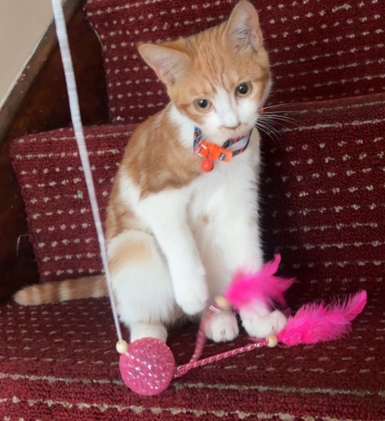 ginger kitten female