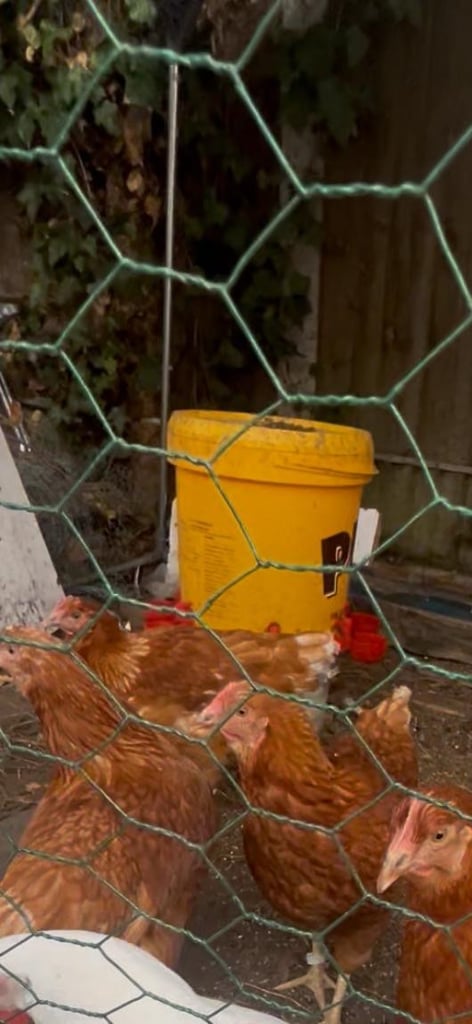 Chickens cage