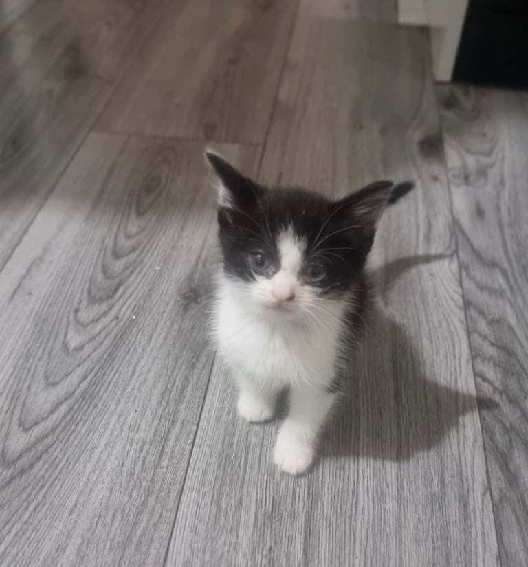 Kittens for sale